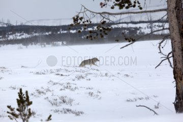 Coyote walking in snow Yellowstone NP United States