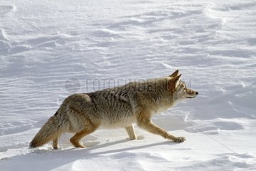 Coyote walking in snow Yellowstone NP United States