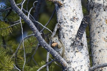 Eastern Gray Squirrel on a tree in Yellowstone NP