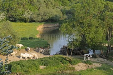 Herd of cows on the banks of the Allan's river Doubs France