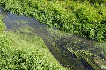Flowing stream in a meadow in the Doubs France