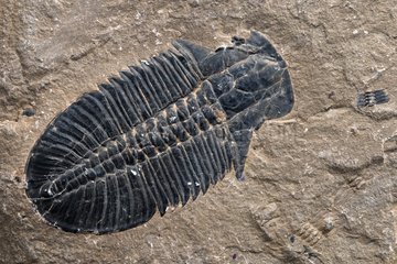 Trilobite fossil Burgess shale Canada