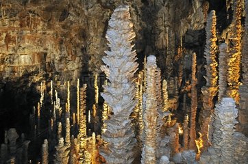 Forest of stalactites in the Armand Cave Cevennes France