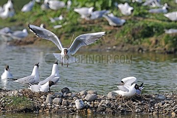 Blackheaded gulls nesting on pebble bank Somme Bay France