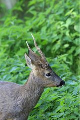 Portrait of male roe deer