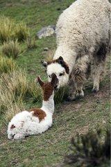 Female Alpaca licking the nose of its small Caylloma Peru