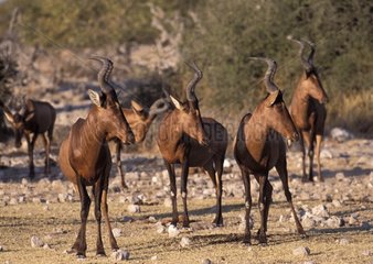 Group of Red Hartebeests Etosha National Park Namibia