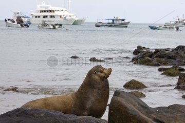 Sea lions in the Galapagos island port Galapagos islands