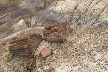 Fossil log in Petrified Forest National Park USA