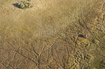 Traces of passage in the Okavango Delta Botswana