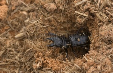 Coleoptere in a hole Doñana Spain