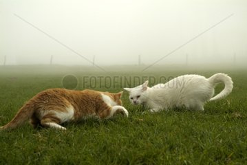 Male white European cat and red tabby white cat France