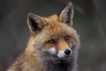 Portrait de renard roux Espagne