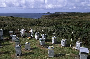 Beekeepers working at the conservancy apiary of Ouessant