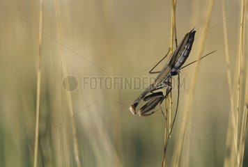 Praying mantis on grass stem Var France