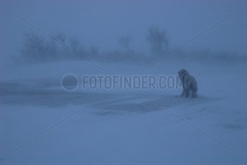 Canadian Eskimo Dog in the Canada tundra