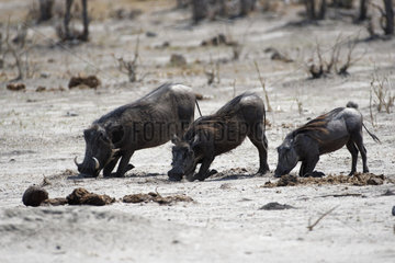 Warthog (Phacochoerus africanus) grubing  Botswana