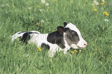 Prim' holstein new born Calf lying in the grass France
