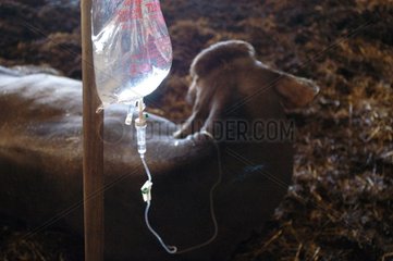 Perfusion einer wässrigen Lösung gesalzene hypertonische Kuh
