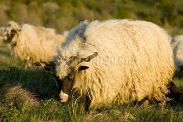 Moutons broutant dans un pré Région de Livno