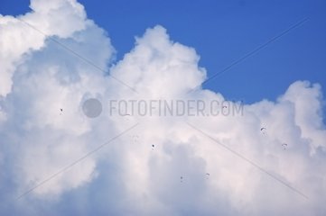 Hang-gliders in flight under a cumulus congestus