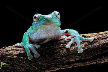 Green tree frog (Dryopsophus caeruleus ex Lirotia caerulea) on black background.