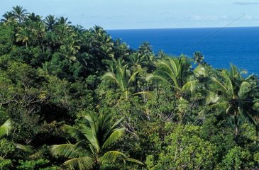 Forêt atlantique et cocotier devant la mer Bahia Brésil