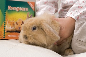 Hands of child holding a rabbit left a rodent box