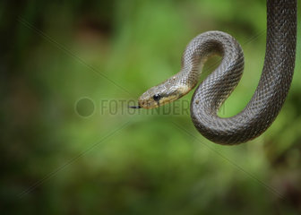 Aesculapian snake (Zamenis longissimus) portrait  Bulgaria