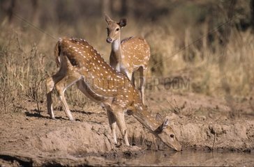 Stags axis females drinking Sariska reserve India