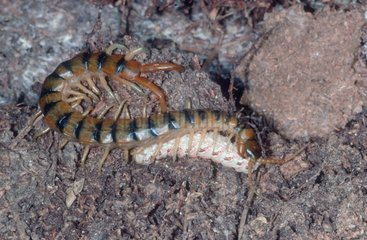 Megarian banded Centipede eating its prey