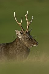 Sika Deer male in the medium of pre