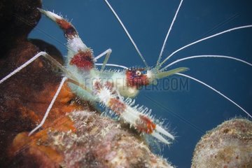 Banded coral shrimp on reef - New Caledonia