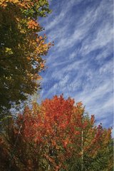 Autumn colours Apusenis Carpathian Mountains Romania
