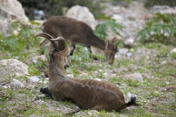 Spanischer Ibex liegende Sierra de Gredos Spanien
