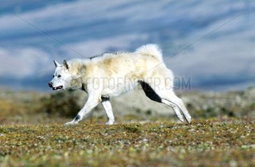 Grönland Groenland Hund