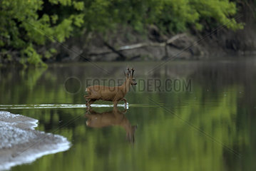 Roe deer (Capreolus capreolus) male crossing a small arm of the Loire in spring  Loire Valley  Burgundy  France