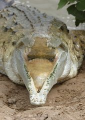 Crocodile de l'Orénoque sortant de l'eau la gueule ouverte