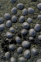 Groupe de Patelle sur un rocher Baie de Concarneau