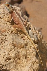Agama in desert Namib desert Namibia