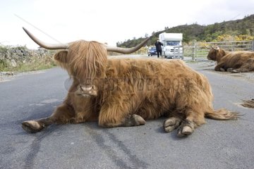 Highland cow sitting in the middle of the road Ecosse