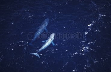 Blue whales California USA