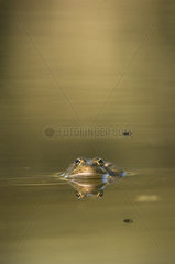 Common Frog ( Pelophylax perezi) and Fly (Musca domestica) Huesca  Spain