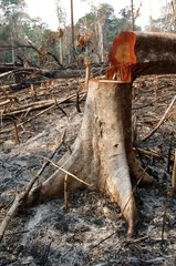 Cut and burned forest to grow cassava Amazon Brazil