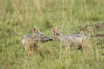 Young Black-backed Jackals playing in the grass Masai Mara