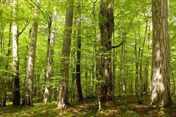 Wald des Tara -Bundesstaat Serbiens und Montenegros