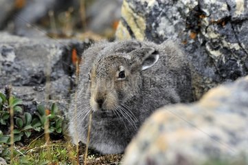 Arctic Hare hidden in the rocks Somerset Island Nunavut