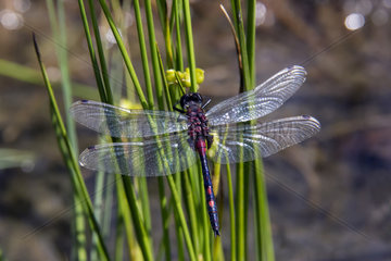 White-faced dragonfly (Leucorrhinia dubia) over the water on reeds in a peat bog in summer  Lake Blanchemer  Vosges  France