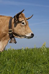 Porträt einer Aubrac -Kuh in einer Wiese Frankreich