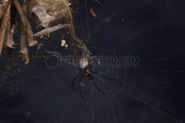 Madagascar Hermit Spider (Nephilingis livida) female on her web at night  Andasibe  Perinet  Alaotra-Mangoro Region  Madagascar